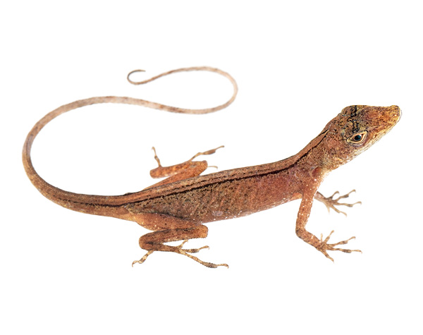 Adult female Anolis maculiventris