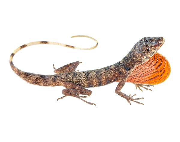 Adult male Anolis maculiventris
