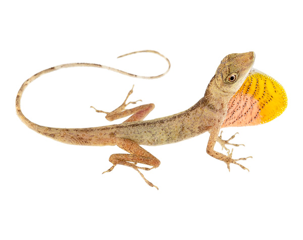 Adult male Anolis maculiventris