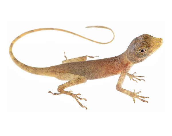 Juvenile Anolis maculiventris