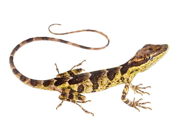 Adult female Anolis otongae