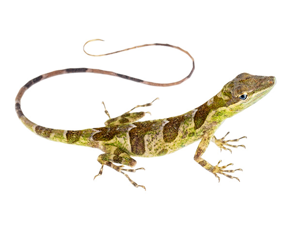 Adult female Anolis otongae