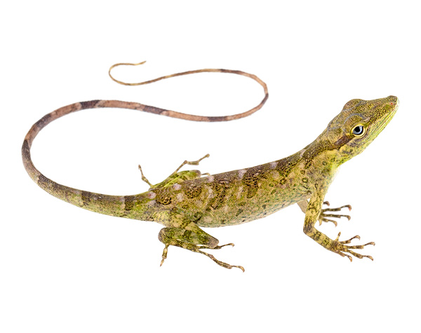 Adult female Anolis otongae