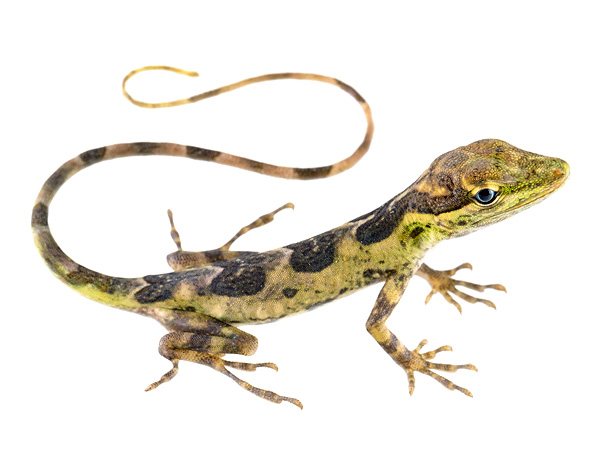 Juvenile female Anolis otongae