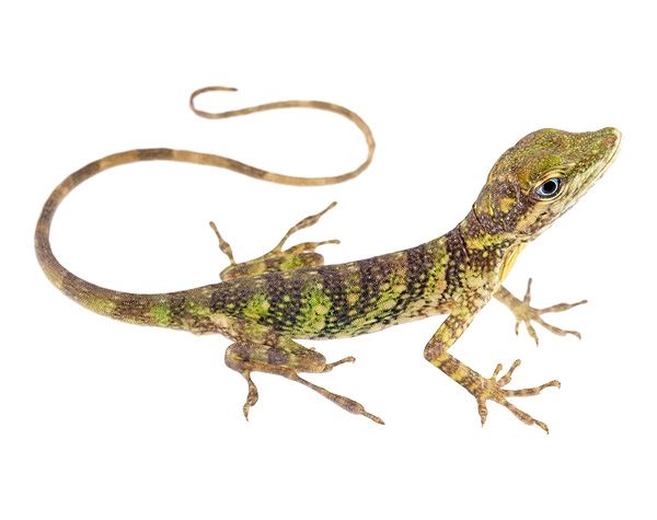 Juvenile male Anolis otongae