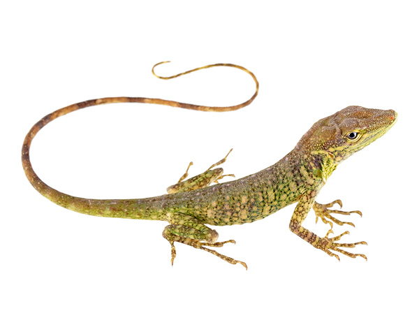 Subadult male Anolis otongae