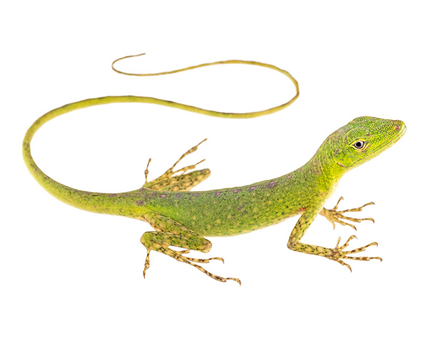 Adult female Anolis poei