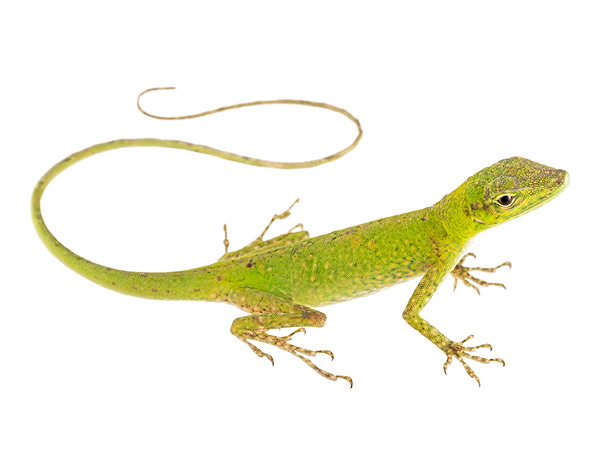 Adult female Anolis poei
