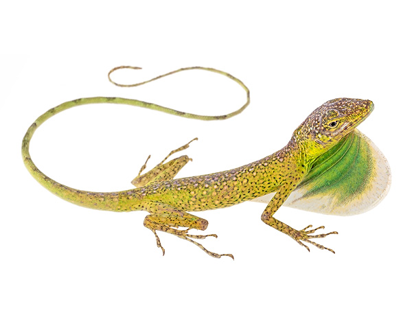 Adult male Anolis poei