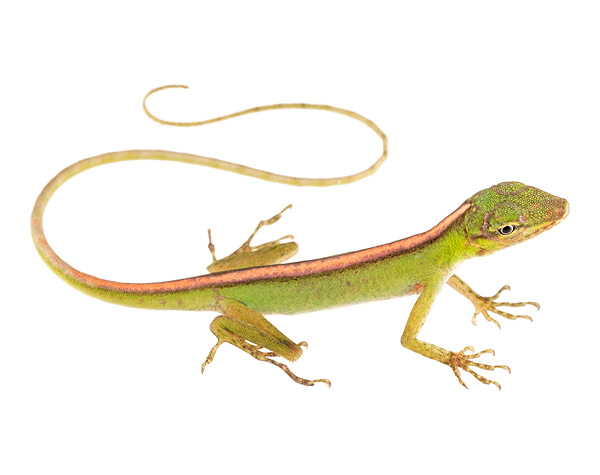 Juvenile Anolis poei
