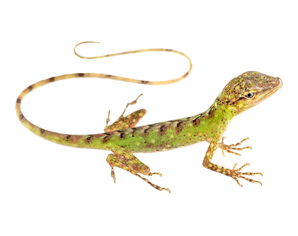 Juvenile Anolis poei