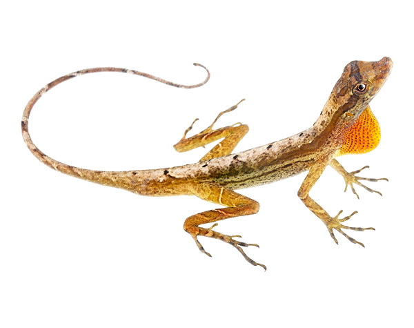 Adult male Anolis trachyderma