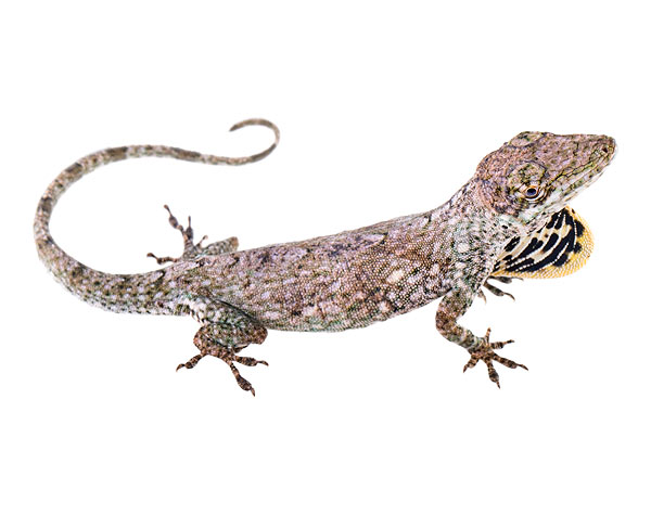 Adult female Anolis williamsmittermeierorum