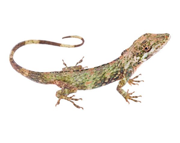 Adult male Anolis williamsmittermeierorum