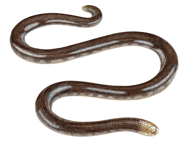 Blind Snakes of Ecuador