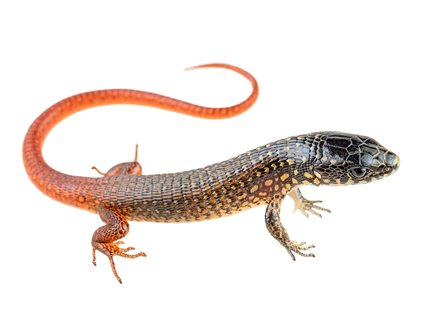 Arthrosaura reticulata