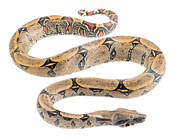 Adult male Boa constrictor