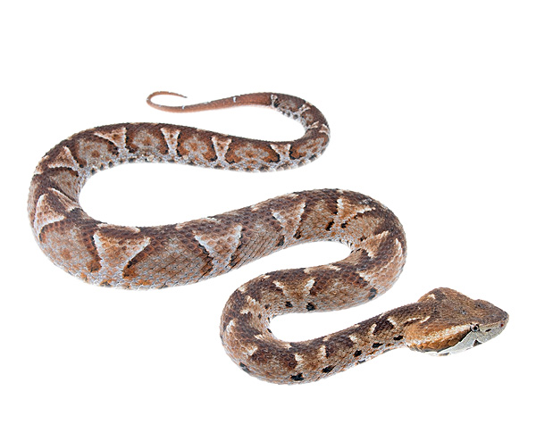 Bothrocophias campbelli