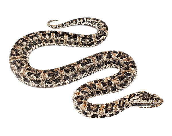 Bothrocophias lojanus