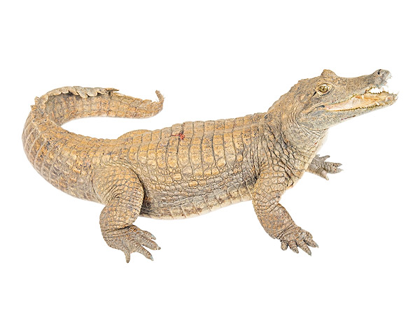 Adult Caiman crocodilus