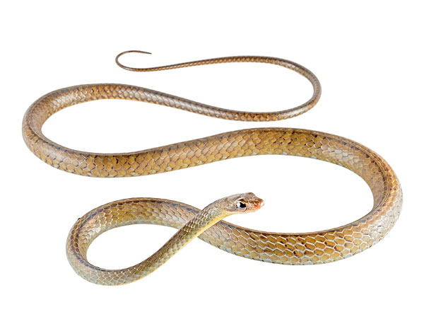 Adult Chironius fuscus