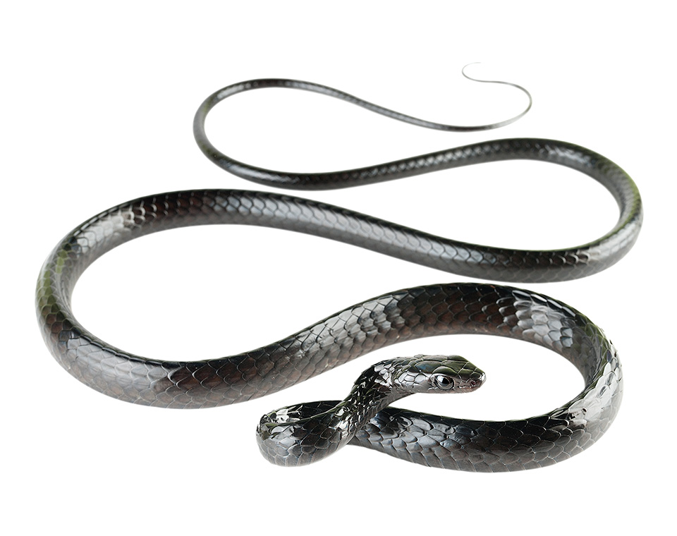 Chironius grandisquamis