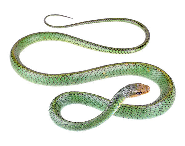 Photos of the Mountain Whipsnake (Chironius monticola)