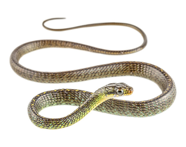 Photos of the Mountain Whipsnake (Chironius monticola)