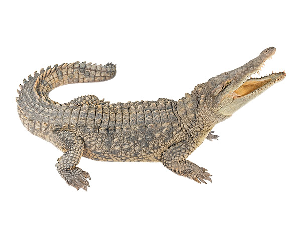 Adult male Crocodylus acutus