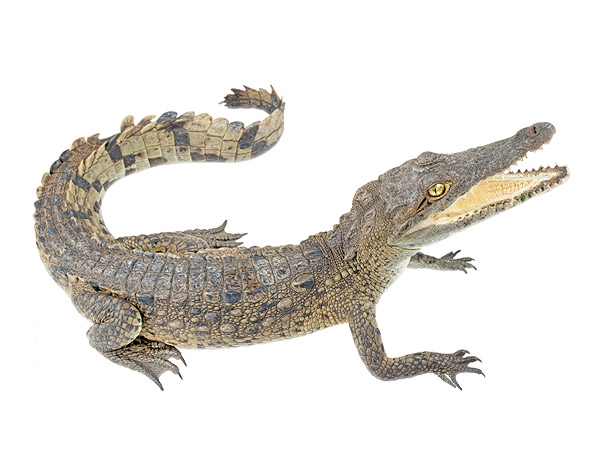 Juvenile Crocodylus acutus