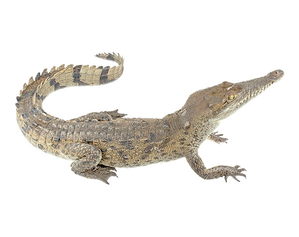 Subadult Crocodylus acutus