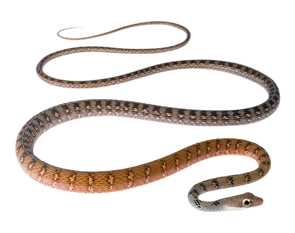 Dendrophidion dendrophis