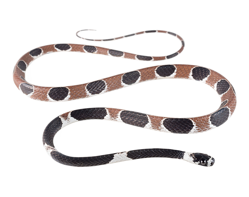 Adult Dipsas catesbyi