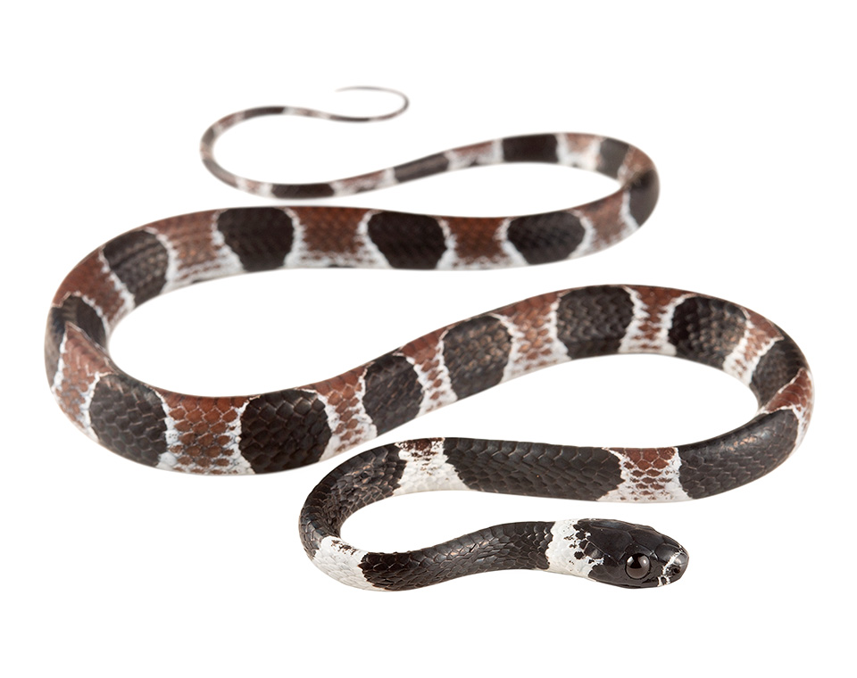 Subadult Dipsas catesbyi