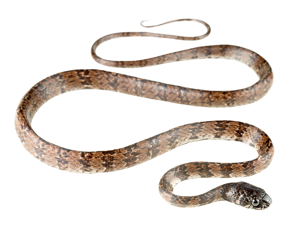 Adult Dipsas elegans