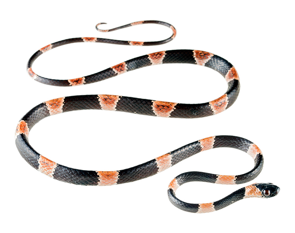 Adult male Dipsas gracilis