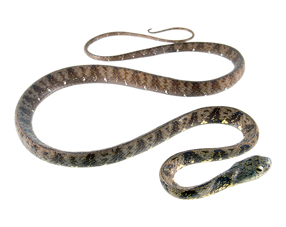 Adult Dipsas indica
