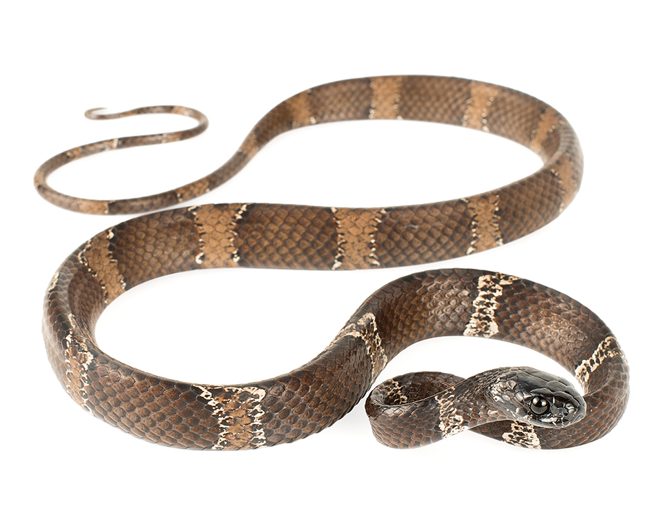 Adult Dipsas klebbai