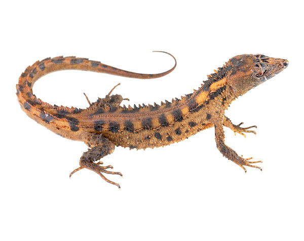 Adult male Echinosaura horrida