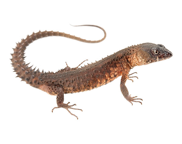 Adult male Echinosaura keyi