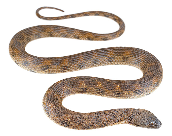 Helicops pastazae