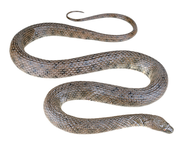 Helicops petersi