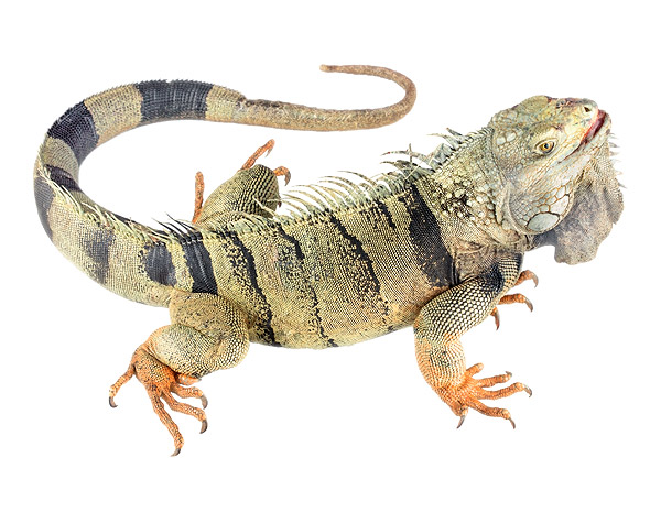 Adult male Iguana iguana