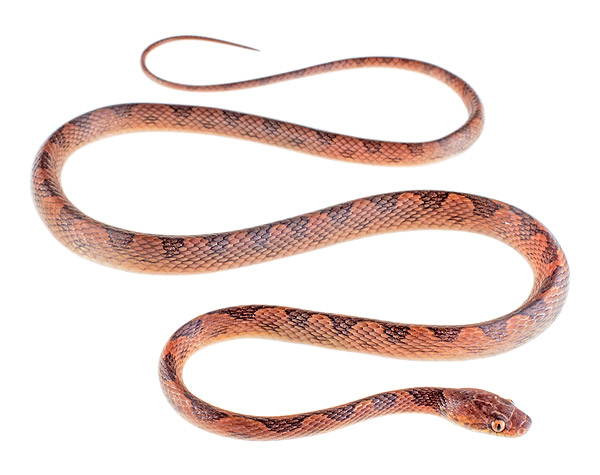 Adult male Leptodeira ornata