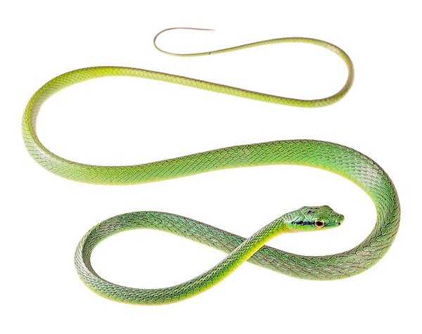 Adult Leptophis bocourti