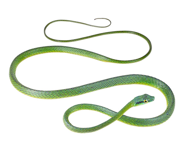 Leptophis bocourti