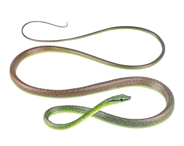 Adult female Leptophis depressirostris