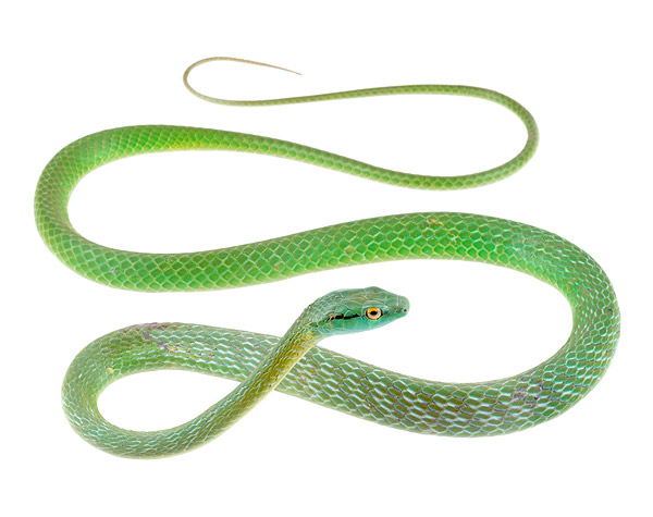 Adult Leptophis occidentalis