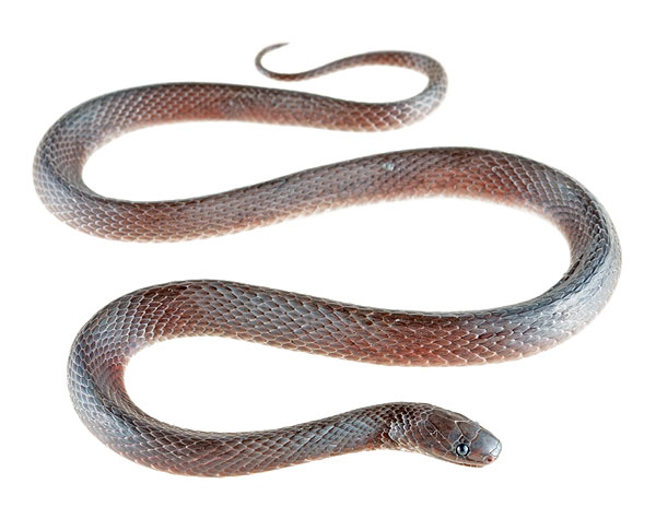 Adult Ninia teresitae