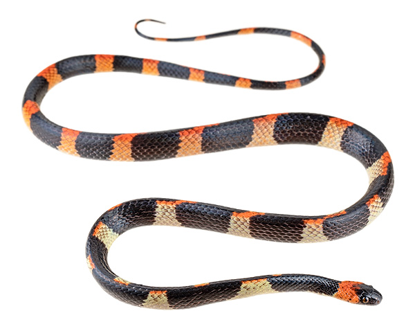 Oxyhroups leucomelas